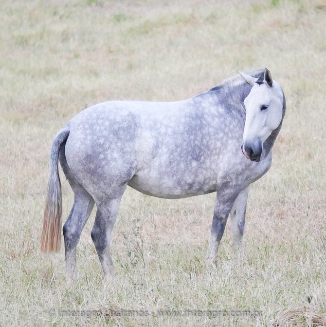 i-Tunes Interagro/Interagro Lusitanos