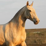 Ibiza II Interagro/Interagro Lusitanos