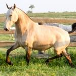 Ibiza II Interagro/Interagro Lusitanos