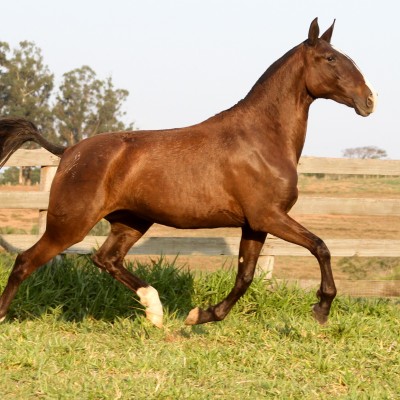 Incerta Interagro/Interagro Lusitanos