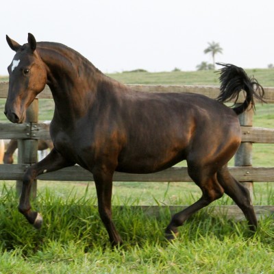 Incúria Interagro/Interagro Lusitanos