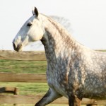 Io Interagro/Interagro Lusitanos