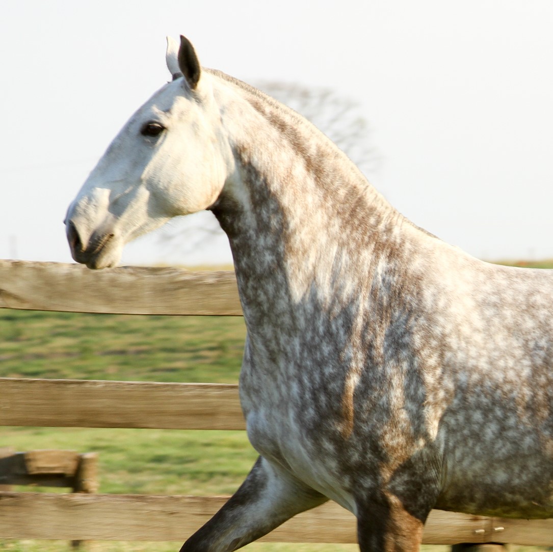 Io Interagro/Interagro Lusitanos