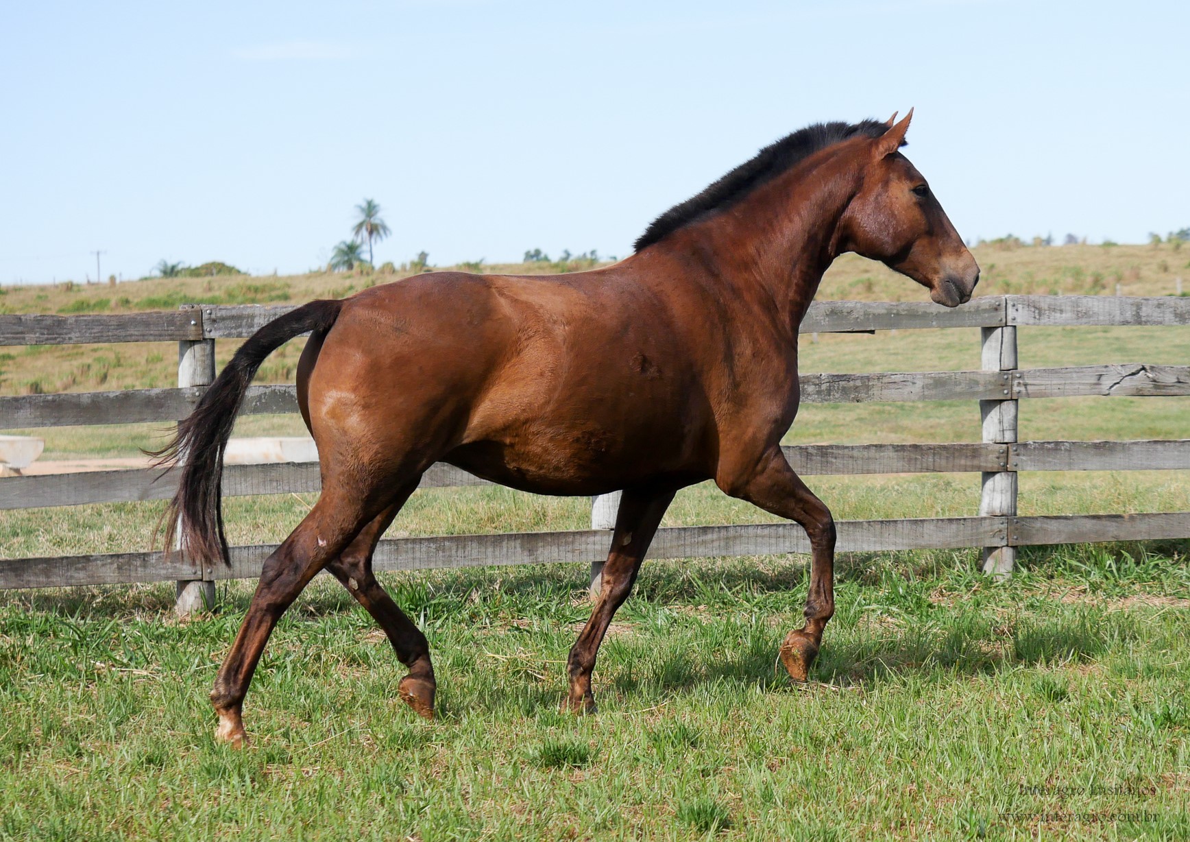 Labareda Interagro/Interagro Lusitanos