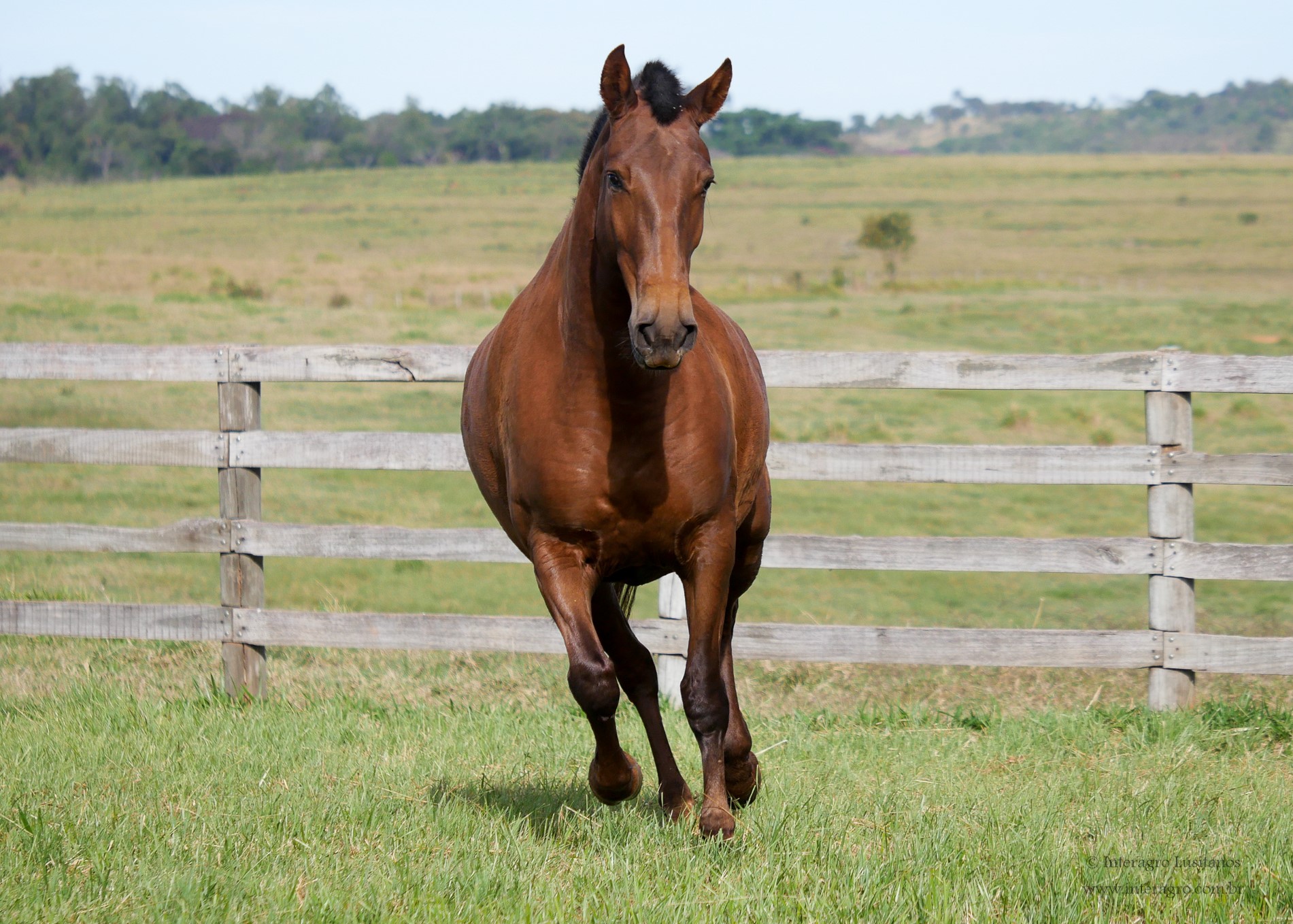 Labareda Interagro/Interagro Lusitanos