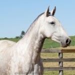 Lady Interagro/Interagro Lusitanos