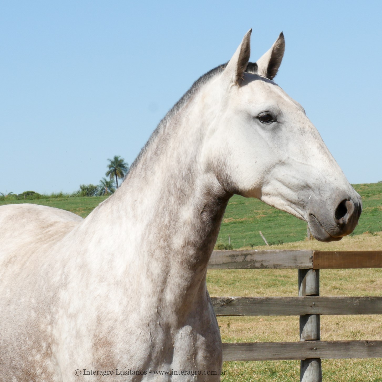 Lady Interagro/Interagro Lusitanos