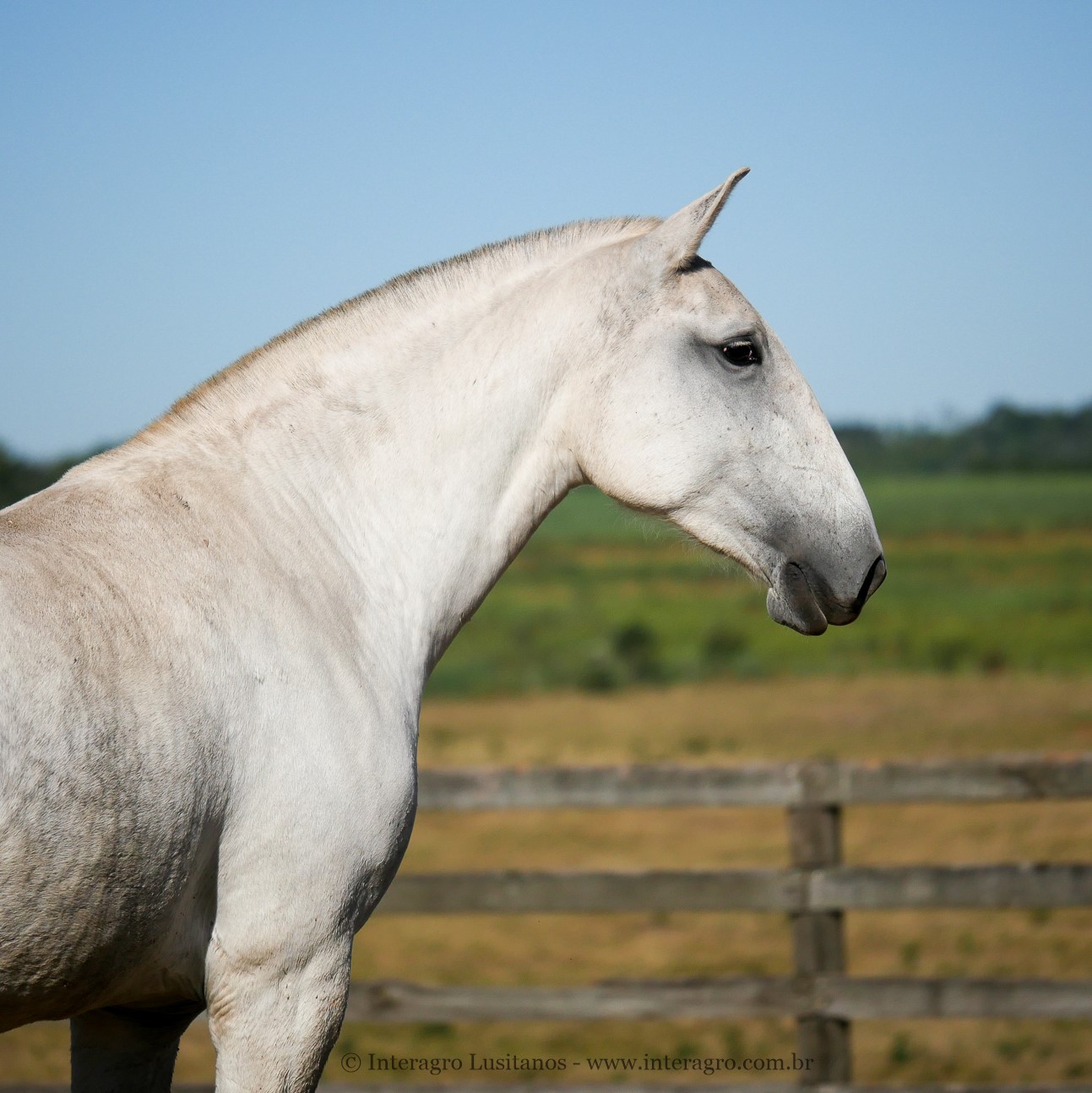 Lajeira Interagro/Interagro Lusitanos