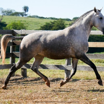 Lamia Interagro/Interagro Lusitanos