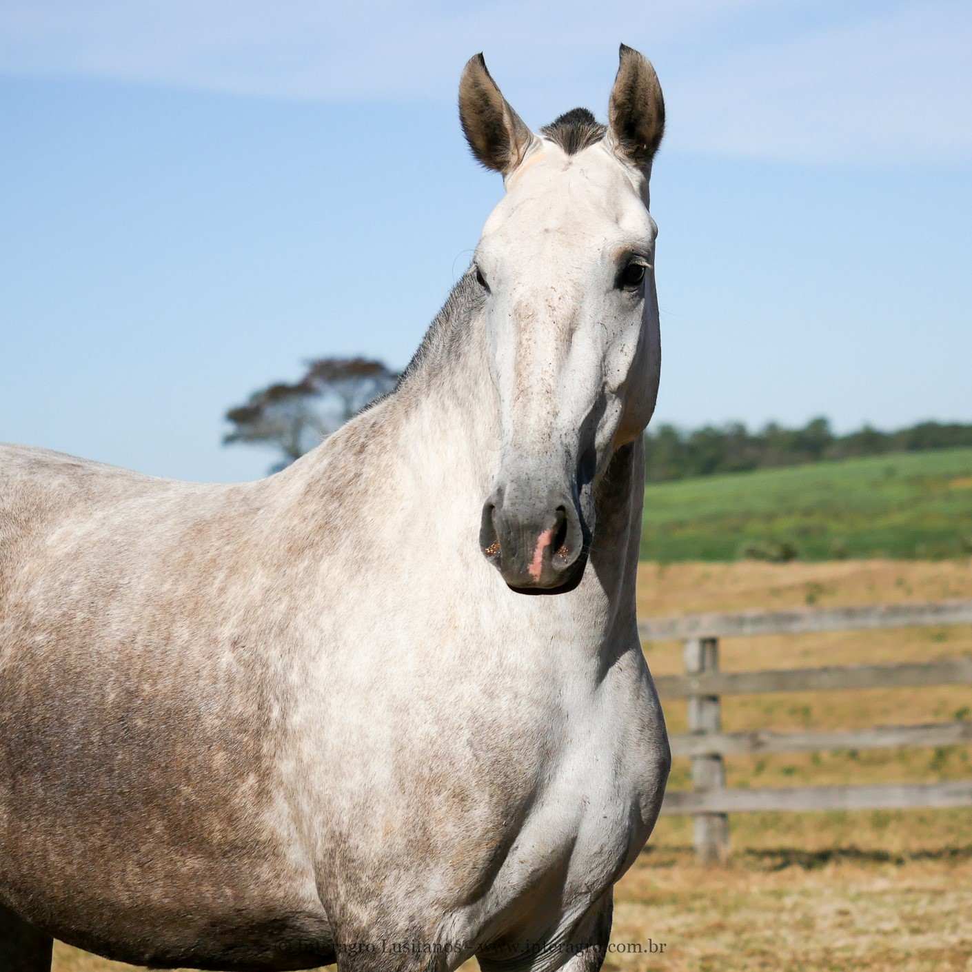 Lamia Interagro/Interagro Lusitanos
