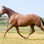 Lisboa Interagro/Martina Brandes