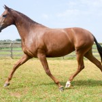 Lisboa Interagro/Martina Brandes