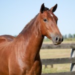 Lisboa Interagro/Interagro Lusitanos