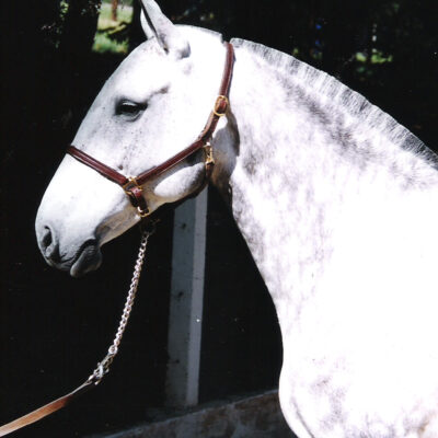 Marota Interagro/Interagro Lusitanos