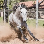 Matreiro Interagro, garanhão Puro Sangue Lusitano/Fagner Almeida