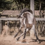 Matreiro Interagro, garanhão Puro Sangue Lusitano/Fagner Almeida