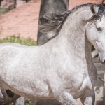 Matreiro Interagro, garanhão Puro Sangue Lusitano/Fagner Almeida