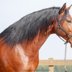 Matutino Interagro, Lusitano castanho/Interagro Lusitanos