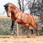 Matutino Interagro, Lusitano castanho/Interagro Lusitanos