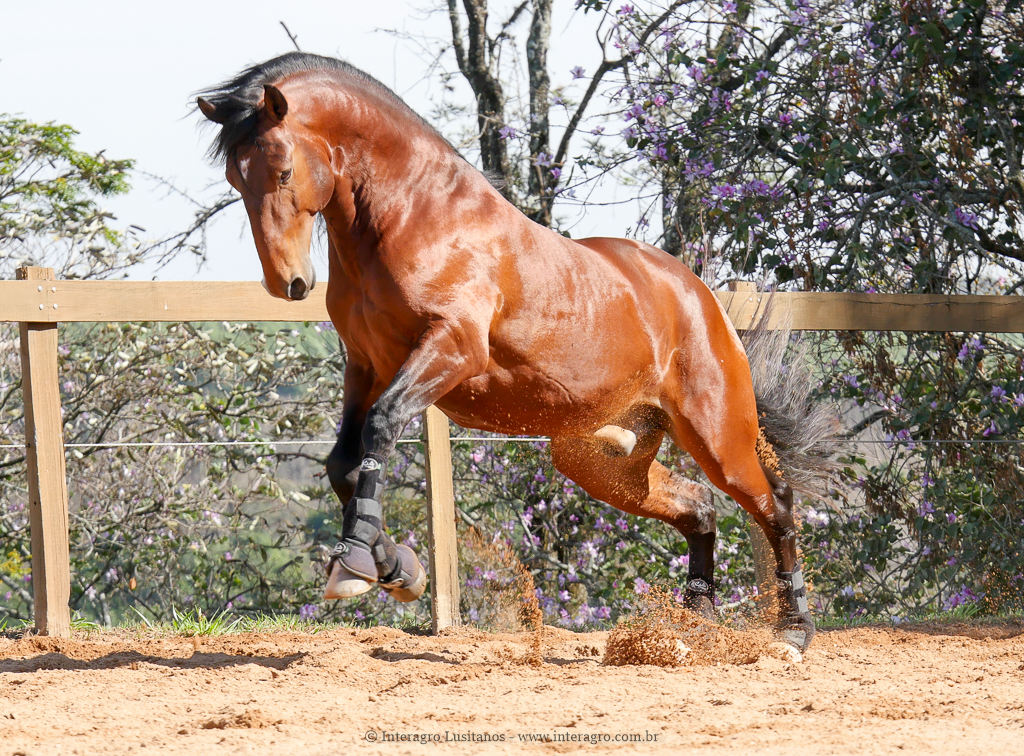 Matutino Interagro, Lusitano castanho/Interagro Lusitanos