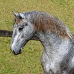 Odoacer Interagro, potro Lusitano vendido no XVIII Leilão de Potros Interagro