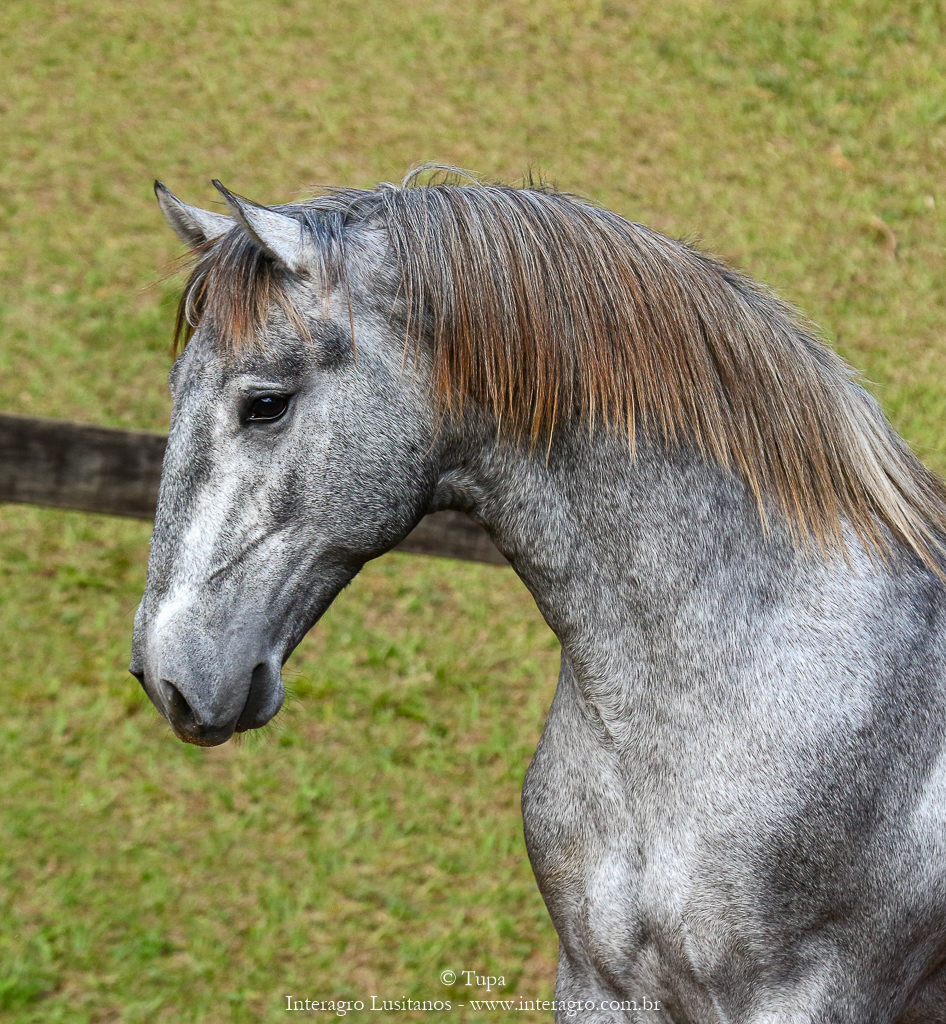 Odoacer Interagro, potro Lusitano vendido no XVIII Leilão de Potros Interagro
