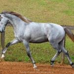 Odoacer Interagro, potro Lusitano vendido no XVIII Leilão de Potros Interagro