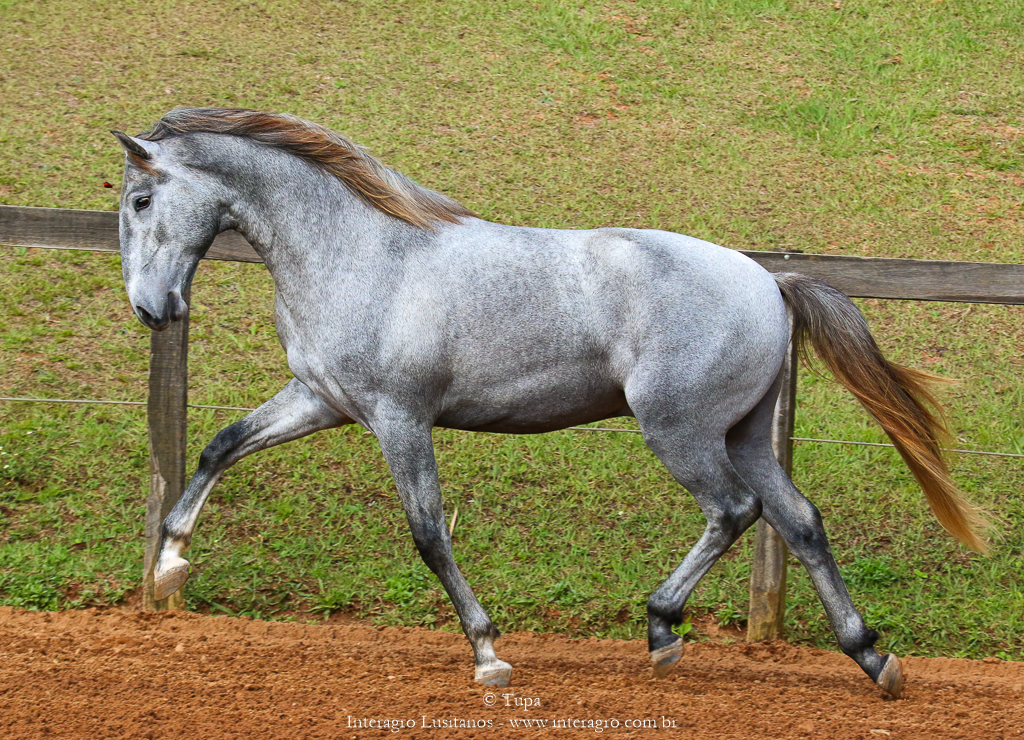 Odoacer Interagro, potro Lusitano vendido no XVIII Leilão de Potros Interagro