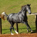 Otomano Interagro, potro Lusitano vendido no XVIII Leilão de Potros Interagro