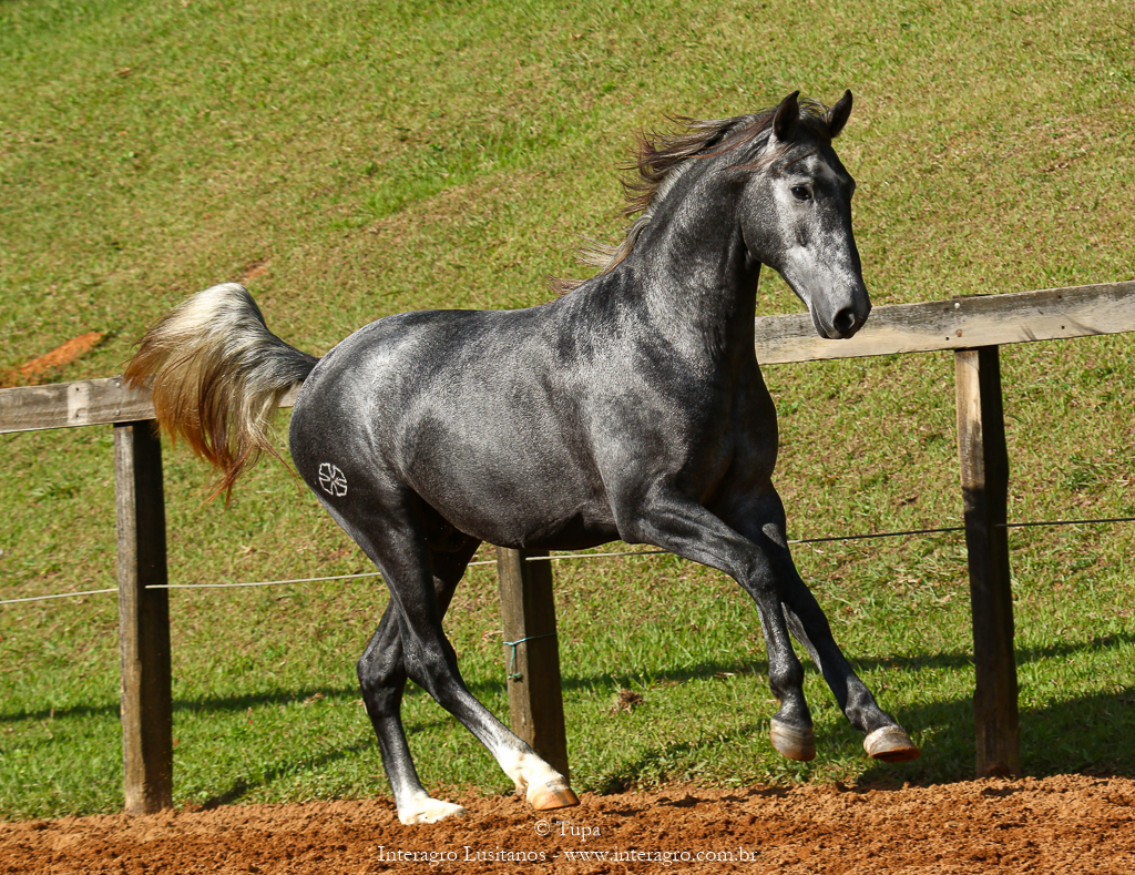 Otomano Interagro, potro Lusitano vendido no XVIII Leilão de Potros Interagro