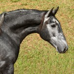 Otomano Interagro, potro Lusitano vendido no XVIII Leilão de Potros Interagro