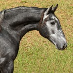 Otomano Interagro, potro Lusitano vendido no XVIII Leilão de Potros Interagro