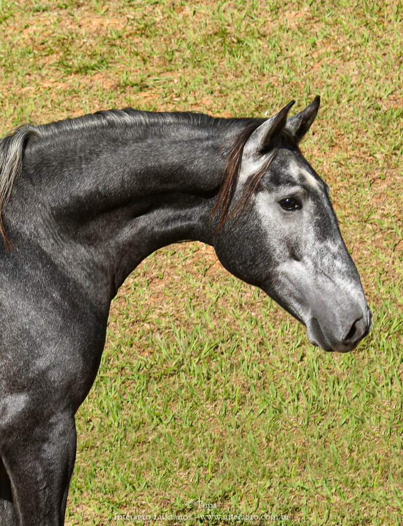 Otomano Interagro, potro Lusitano vendido no XVIII Leilão de Potros Interagro