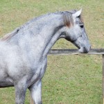 Odoacer Interagro, potro Lusitano vendido no XVIII Leilão de Potros Interagro