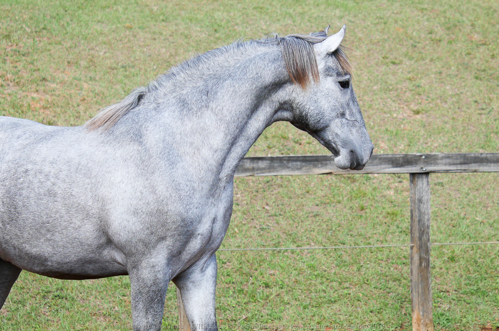 Odoacer Interagro, potro Lusitano vendido no XVIII Leilão de Potros Interagro