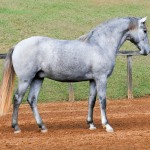 Odoacer Interagro, potro Lusitano vendido no XVIII Leilão de Potros Interagro