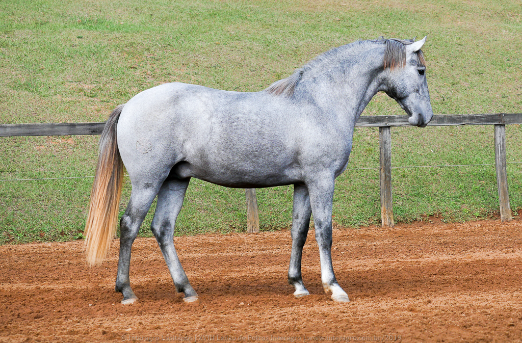 Odoacer Interagro, potro Lusitano vendido no XVIII Leilão de Potros Interagro