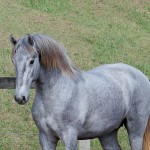 Odoacer Interagro, potro Lusitano vendido no XVIII Leilão de Potros Interagro