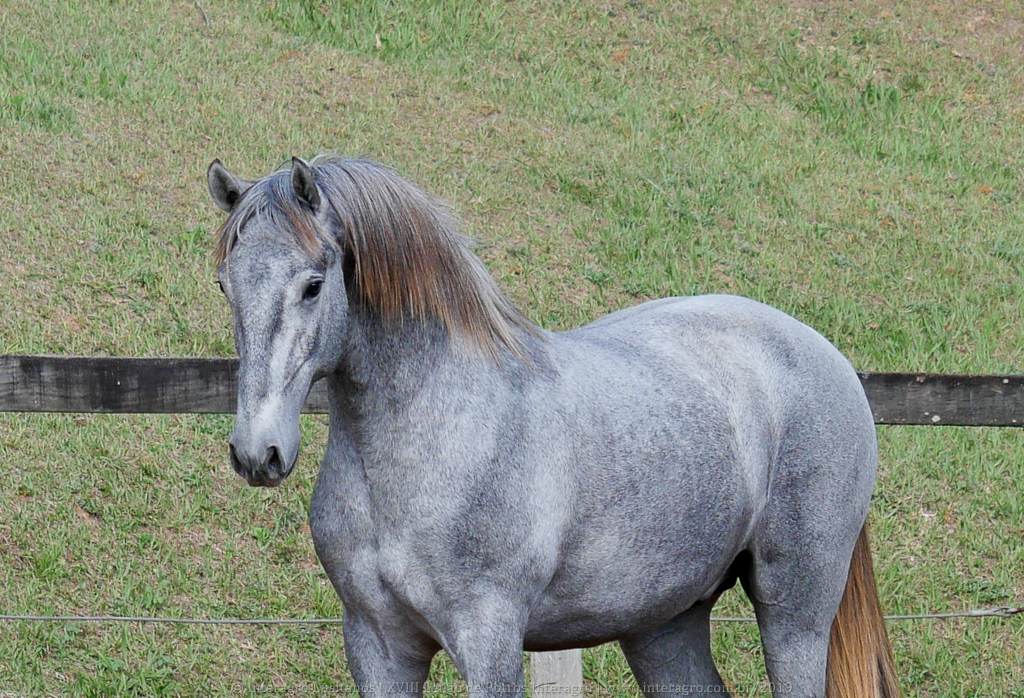 Odoacer Interagro, potro Lusitano vendido no XVIII Leilão de Potros Interagro