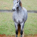Odoacer Interagro, potro Lusitano vendido no XVIII Leilão de Potros Interagro