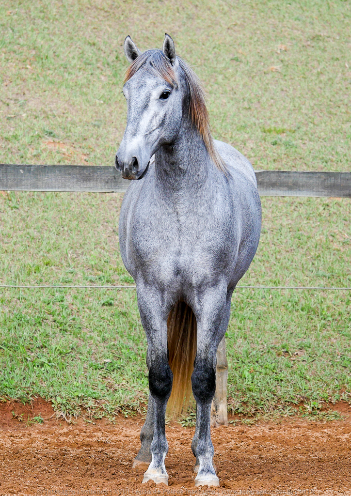 Odoacer Interagro, potro Lusitano vendido no XVIII Leilão de Potros Interagro
