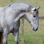 Odoacer Interagro, potro Lusitano vendido no XVIII Leilão de Potros Interagro