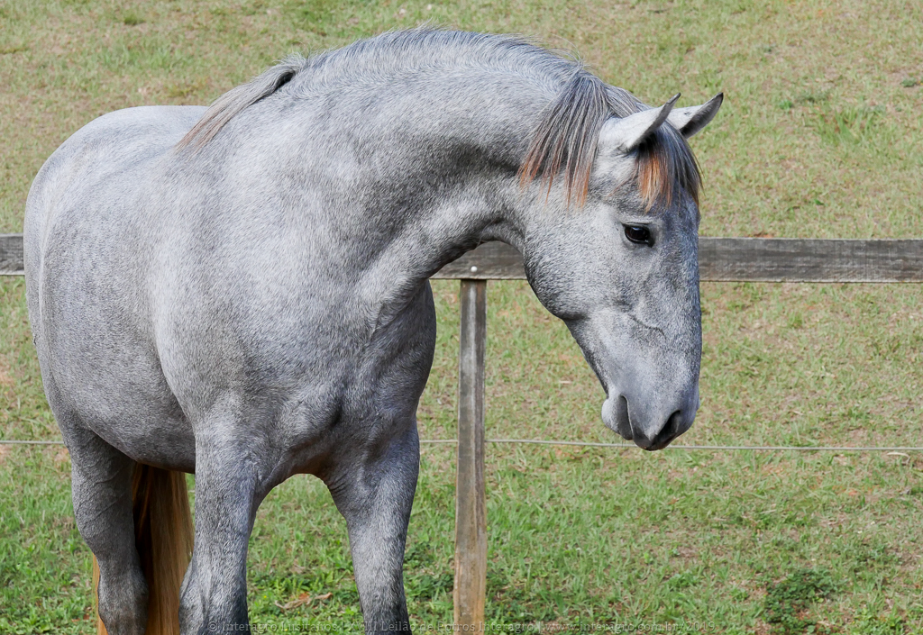 Odoacer Interagro, potro Lusitano vendido no XVIII Leilão de Potros Interagro