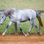 Odoacer Interagro, potro Lusitano vendido no XVIII Leilão de Potros Interagro