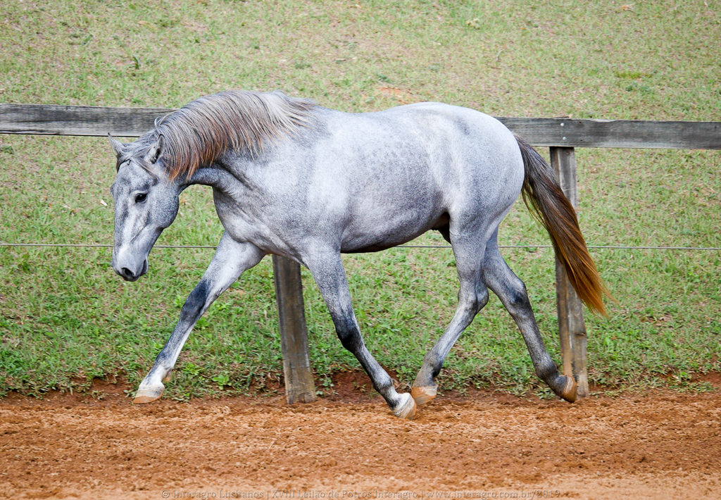 Odoacer Interagro, potro Lusitano vendido no XVIII Leilão de Potros Interagro