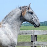 Odoacer Interagro, potro Lusitano vendido no XVIII Leilão de Potros Interagro