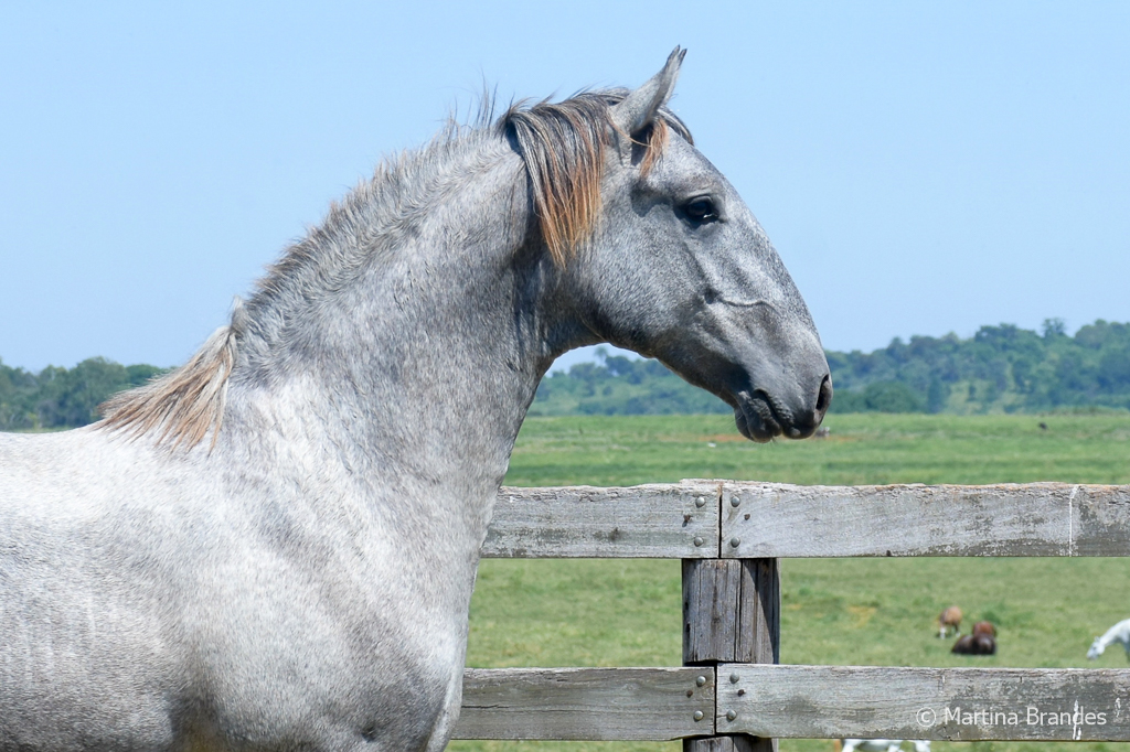 Odoacer Interagro, potro Lusitano vendido no XVIII Leilão de Potros Interagro
