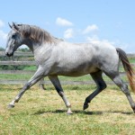 Odoacer Interagro, potro Lusitano vendido no XVIII Leilão de Potros Interagro
