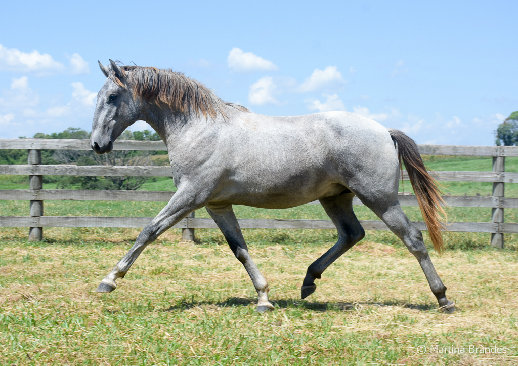 Odoacer Interagro, potro Lusitano vendido no XVIII Leilão de Potros Interagro