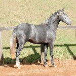 Otomano Interagro, potro Lusitano vendido no XVIII Leilão de Potros Interagro